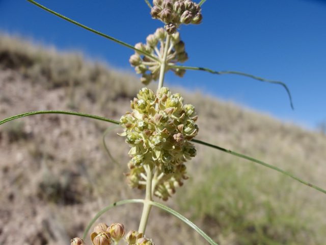 Rusby’s Milkweed (Asclepias rusbyi). Rusby’s Milkweed photographed in Sonoita, AZ 85637, USA