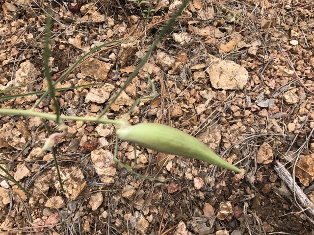 Rusby’s Milkweed (Asclepias rusbyi). Rusby’s Milkweed photographed in 86401, Kingman, AZ, US