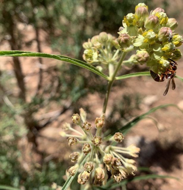 Rusby’s Milkweed (Asclepias rusbyi). Rusby’s Milkweed photographed in Coconino National Forest, Flagstaff, AZ, US