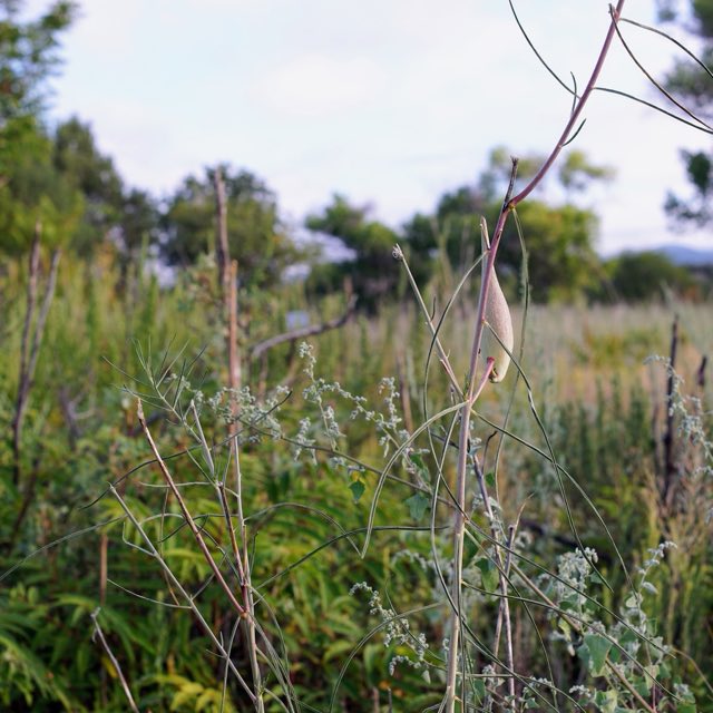 Rusby’s Milkweed (Asclepias rusbyi). Rusby’s Milkweed photographed in Grant County, US-NM, US