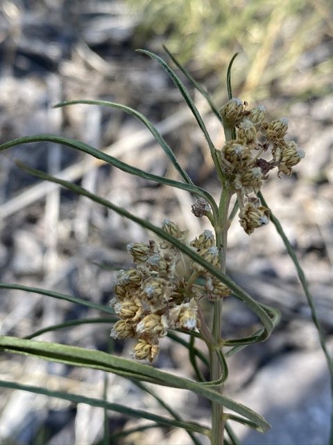 Rusby’s Milkweed (Asclepias rusbyi). Rusby’s Milkweed photographed in Lincoln, Nevada, United States