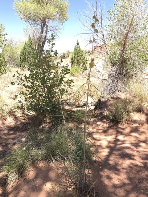 Rusby’s Milkweed (Asclepias rusbyi). Rusby’s Milkweed photographed in Canyonlands National Park, San Juan County, US-UT, US
