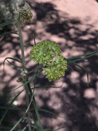 Rusby’s Milkweed (Asclepias rusbyi) in flower