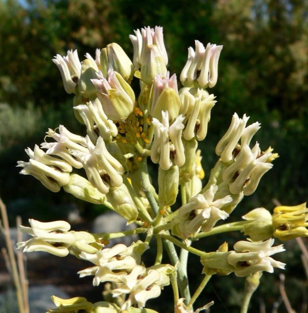 Rush Milkweed (Asclepias subulata). Asclepias subulata flowers 2