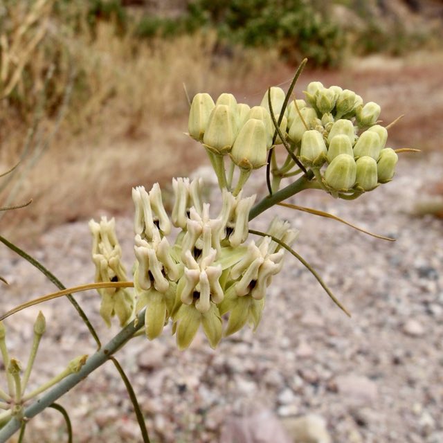 Rush Milkweed (Asclepias subulata). Rush Milkweed photographed in Arroyo Nacapule, Guaymas Municipality, Sonora, Mexico