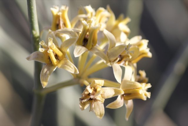 Rush Milkweed (Asclepias subulata). Rush Milkweed photographed in San Bernardino County, CA, USA