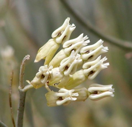 Rush Milkweed (Asclepias subulata) in flower