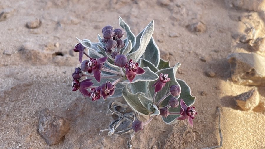 Ruth’s Milkweed (Asclepias ruthiae). Asclepias ruthiae in flower