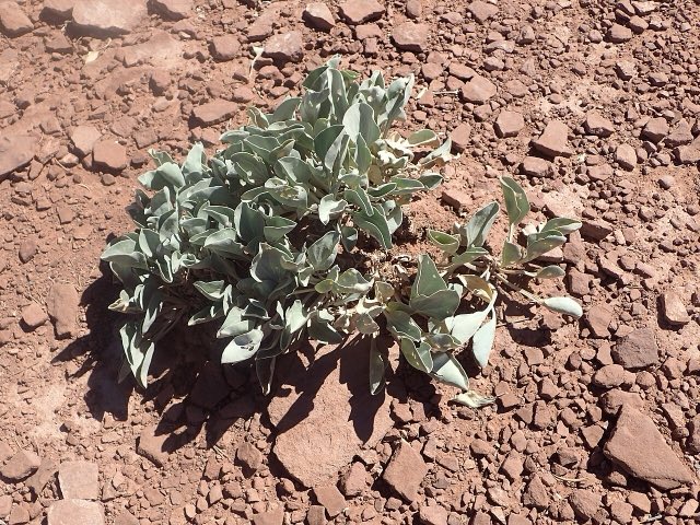Ruth’s Milkweed (Asclepias ruthiae). Asclepias uncialis subsp. ruthiae kz01