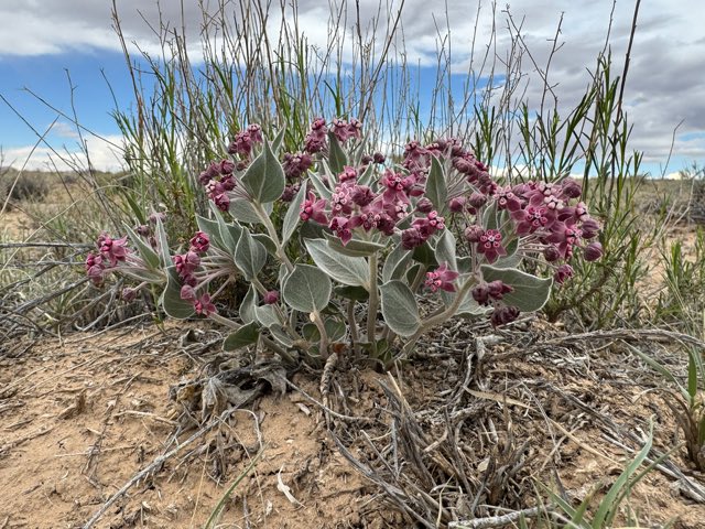 Ruth’s Milkweed (Asclepias ruthiae). Ruth’s Milkweed photographed in Emery County, US-UT, US