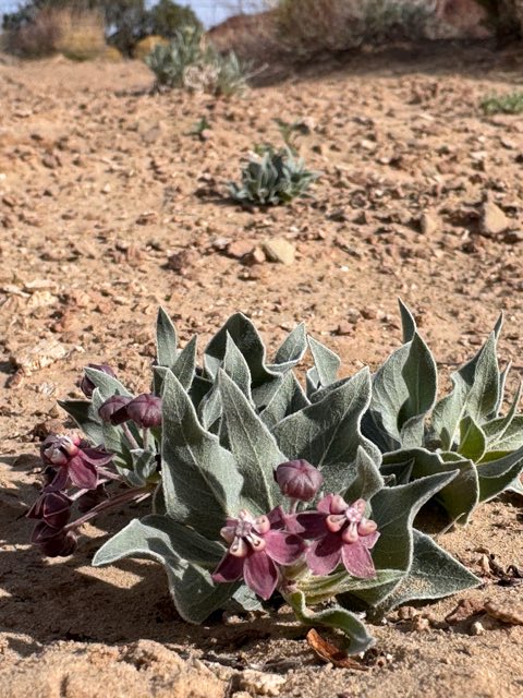 Ruth’s Milkweed (Asclepias ruthiae). Ruth’s Milkweed photographed in Utah, US