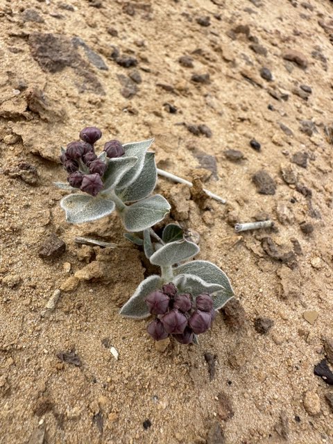 Ruth’s Milkweed (Asclepias ruthiae). Ruth’s Milkweed photographed in Emery, Utah, United States