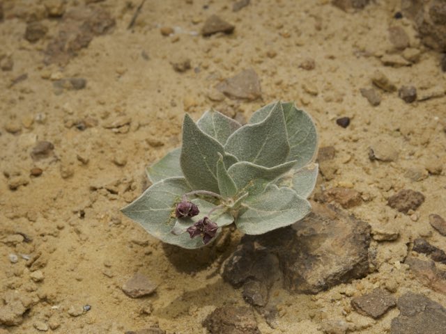 Ruth’s Milkweed (Asclepias ruthiae). Ruth’s Milkweed photographed in Huntington, UT, US