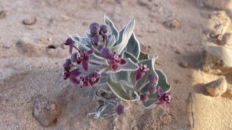 Ruth’s Milkweed (Asclepias ruthiae) in flower