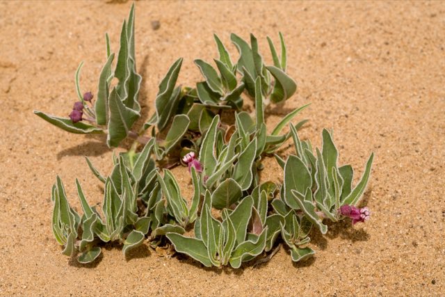 San Juan Milkweed (Asclepias sanjuanensis). San Juan Milkweed photographed in 36.440 -108.305