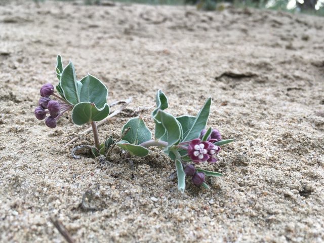 San Juan Milkweed (Asclepias sanjuanensis). San Juan Milkweed photographed in San Juan County, NM, USA