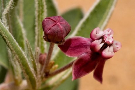 San Juan Milkweed (Asclepias sanjuanensis) in flower