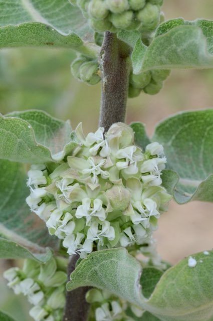 Sand Milkweed (Asclepias arenaria). Asclepias arenaria
