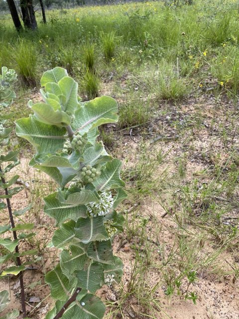 Sand Milkweed (Asclepias arenaria). Asclepias arenaria - 51295800229