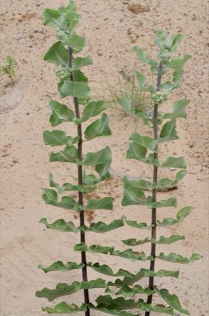 Sand Milkweed (Asclepias arenaria) in flower