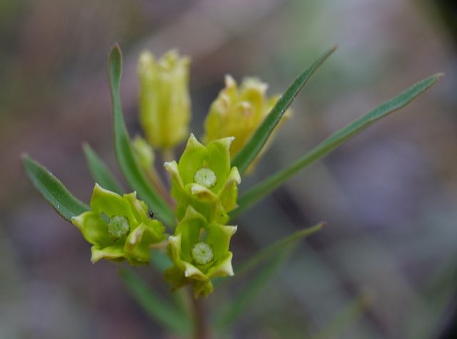 Savannah Milkweed (Asclepias pedicellata). Savannah Milkweed photographed in Osceola County, US-FL, US