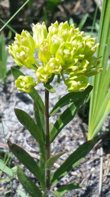 Savannah Milkweed (Asclepias pedicellata). Savannah Milkweed photographed in Fred C. Babcock-Cecil M. Webb Wildlife Management Area, Charlotte County, US-FL, US