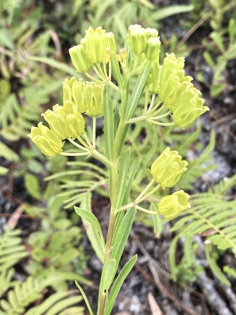 Savannah Milkweed (Asclepias pedicellata). Savannah Milkweed photographed in Florida, US