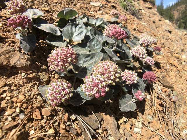 Serpentine Milkweed (Asclepias solanoana). Serpentine Milkweed photographed in Trinity County, US-CA, US