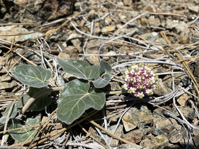 Serpentine Milkweed (Asclepias solanoana). Serpentine Milkweed photographed in Trinity County, US-CA, US