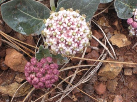 Serpentine Milkweed (Asclepias solanoana) in flower