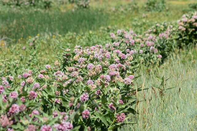 Showy Milkweed (Asclepias speciosa). Asclepias speciosa at Seedskadee NWR (52262973263)