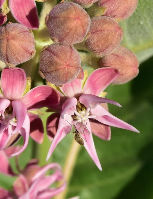 Showy Milkweed (Asclepias speciosa). Asclepias speciosa at Seedskadee NWR 90 (48714856017)
