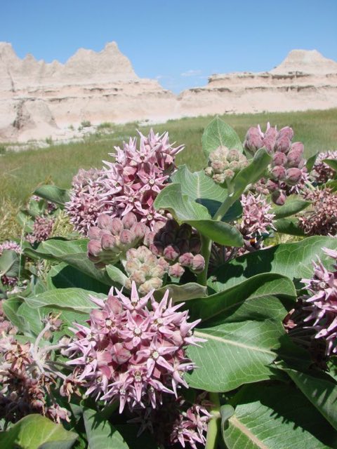 Showy Milkweed (Asclepias speciosa). Asclepias speciosa1jakesmome
