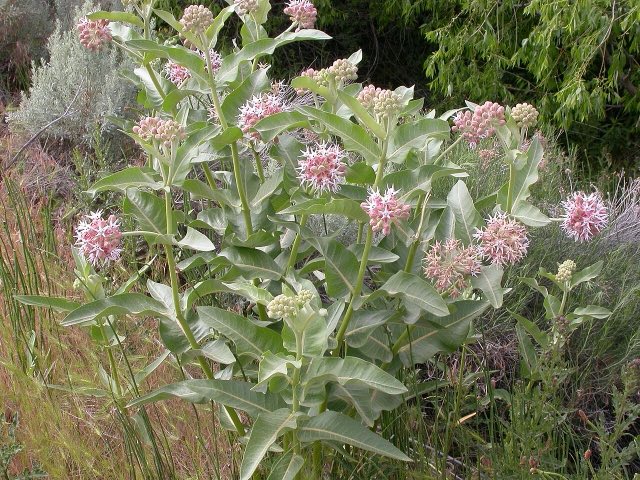 Showy Milkweed (Asclepias speciosa). Asclepias speciosa (5258351774)
