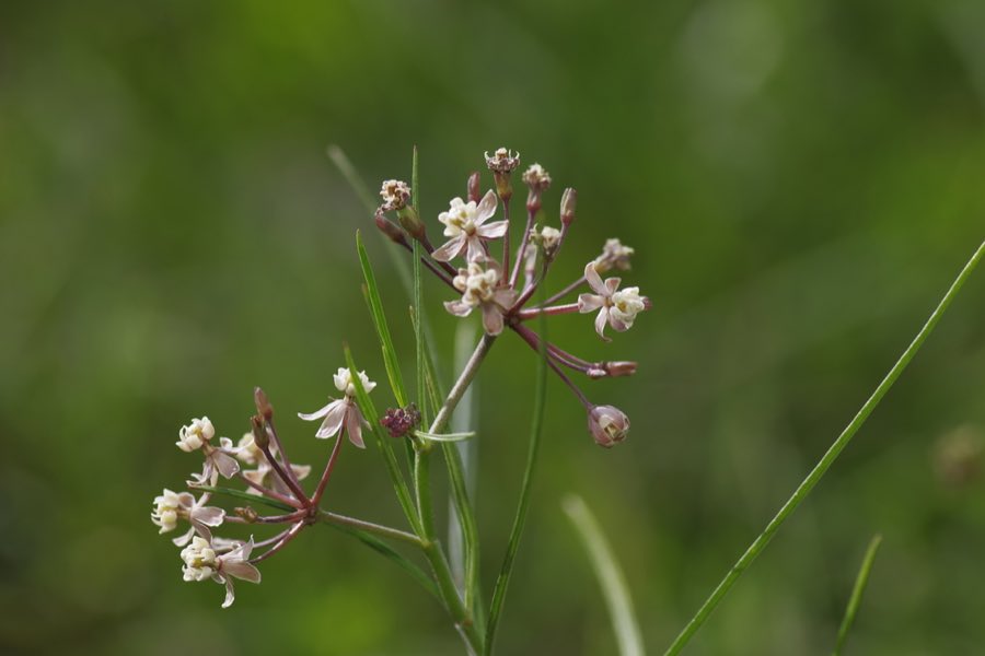 Slim Milkweed (Asclepias linearis) in flower, showing white and green blooms in rounded clusters above opposite threadlike leaves. Slim Milkweed photographed in Brazoria County, TX, USA
