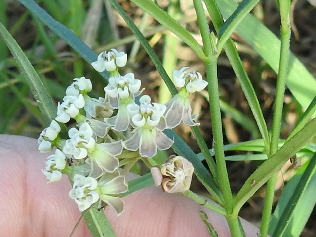 Slim Milkweed (Asclepias linearis). Slim Milkweed photographed in Robstown County Park, Robstown, Texas