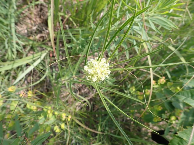 Slimleaf Milkweed (Asclepias stenophylla). Slimleaf Milkweed photographed in Plymouth County, IA, USA