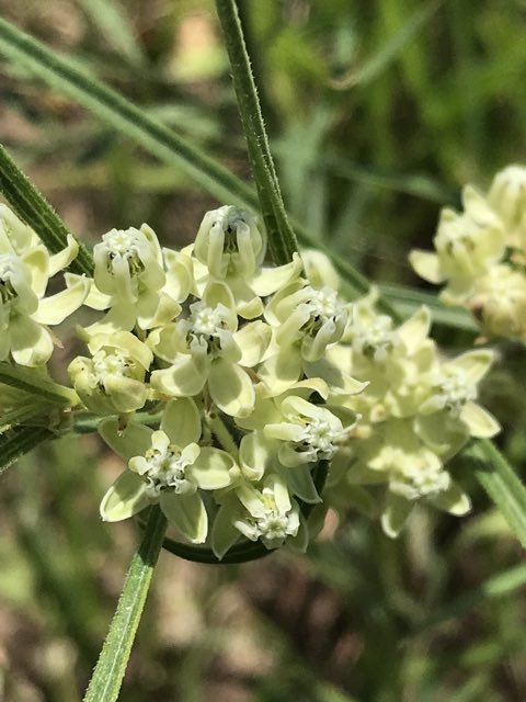 Slimleaf Milkweed (Asclepias stenophylla). Slimleaf Milkweed photographed in 66502, Manhattan, KS, US