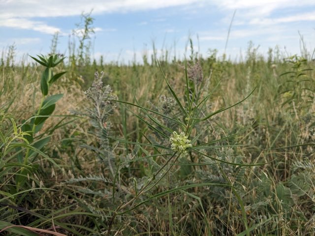 Slimleaf Milkweed (Asclepias stenophylla). Slimleaf Milkweed photographed in Ashland, KS 66502, USA