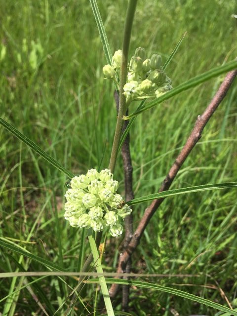 Slimleaf Milkweed (Asclepias stenophylla). Slimleaf Milkweed photographed in Osage, Oklahoma, United States
