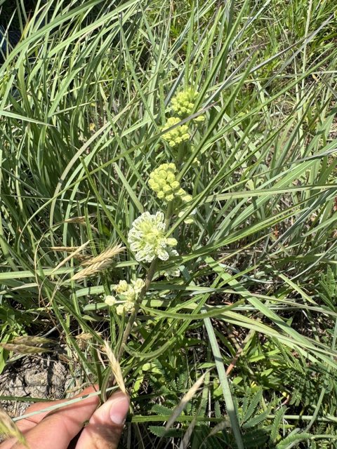 Slimleaf Milkweed (Asclepias stenophylla). Slimleaf Milkweed photographed in Texas, US