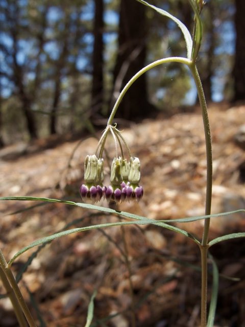 Slimpod Milkweed (Asclepias quinquedentata). Slimpod Milkweed photographed in Sierra Vista Southeast, AZ, USA