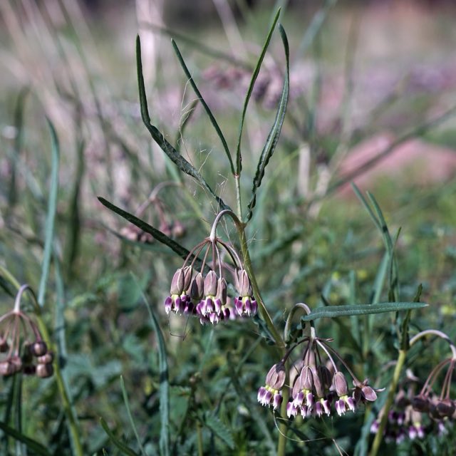 Slimpod Milkweed (Asclepias quinquedentata). Slimpod Milkweed photographed in Grant County, NM, USA