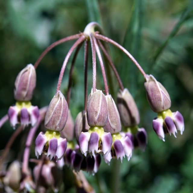 Slimpod Milkweed (Asclepias quinquedentata). Slimpod Milkweed photographed in Grant County, NM, USA