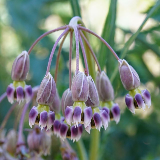 Slimpod Milkweed (Asclepias quinquedentata). Slimpod Milkweed photographed in Grant County, NM, USA