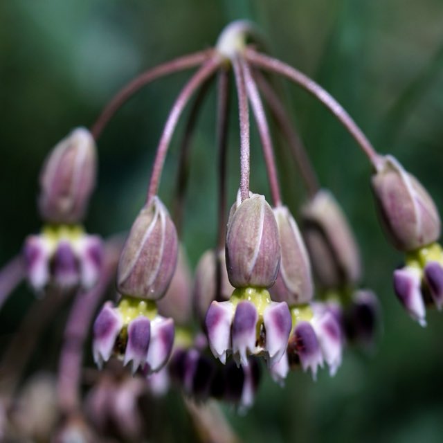 Slimpod Milkweed (Asclepias quinquedentata). Slimpod Milkweed photographed in Grant County, NM, USA