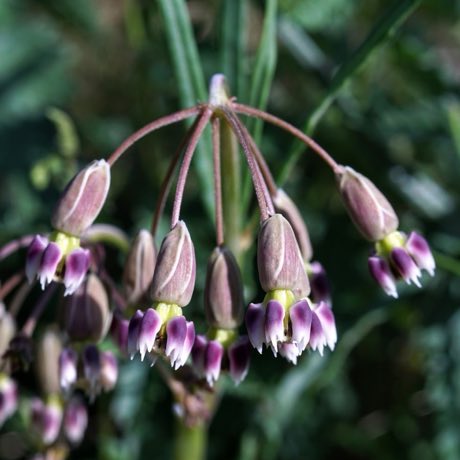 Slimpod Milkweed (Asclepias quinquedentata) in flower