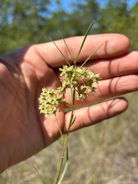 Southern Milkweed (Asclepias viridula). Southern Milkweed photographed in Florida, US