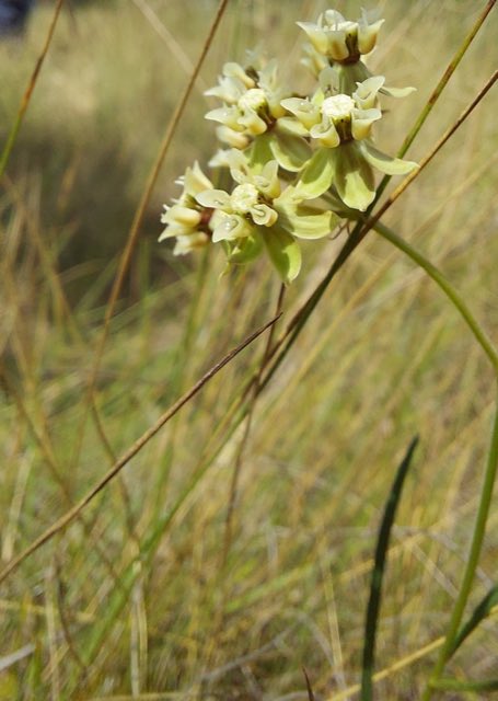 Southern Milkweed (Asclepias viridula). Southern Milkweed photographed in Florida, US
