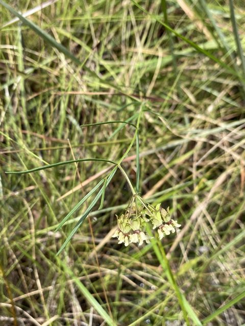 Southern Milkweed (Asclepias viridula). Southern Milkweed photographed in Florida, US